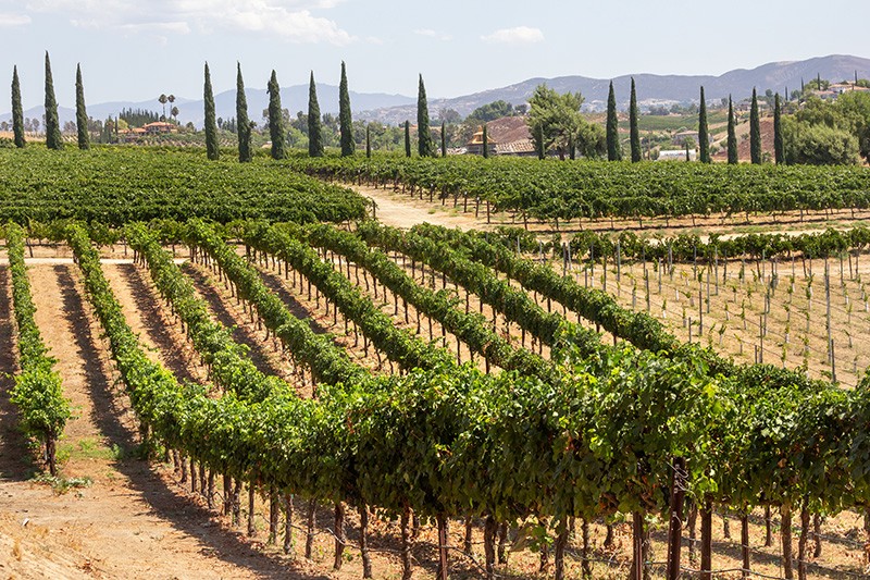 Vineyards in Every Direction